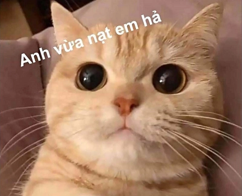 Thức dậy cùng những hình meme cute vui nhộn