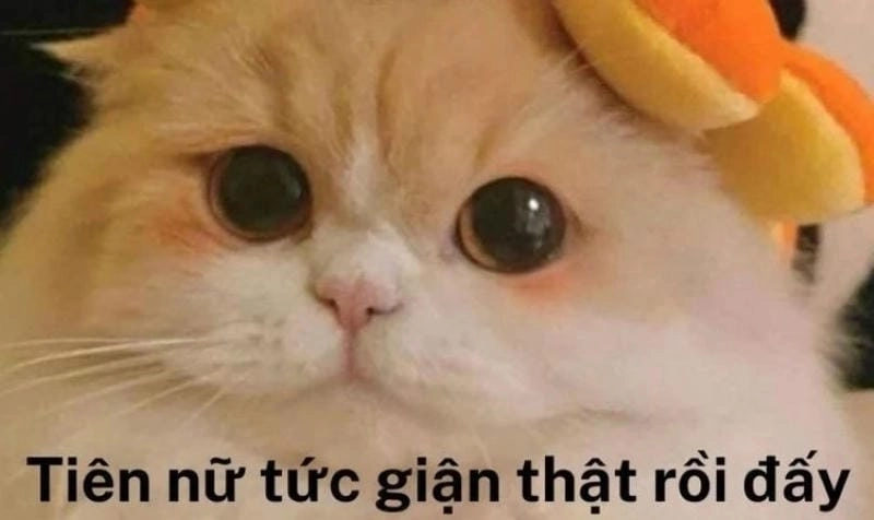Sưu tầm những bức meme cute troll