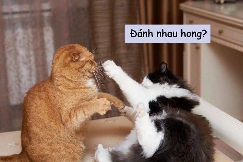 Tìm hiểu Sức hút của meme đấm nhau