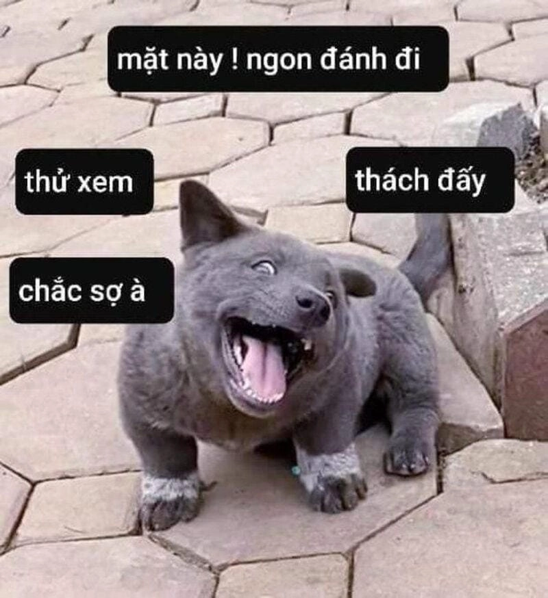 Săn lùng những khoảnh khắc ảnh meme đấm nhau