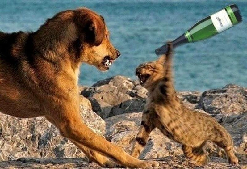 Thức dậy cùng những hình meme đấm nhau viral