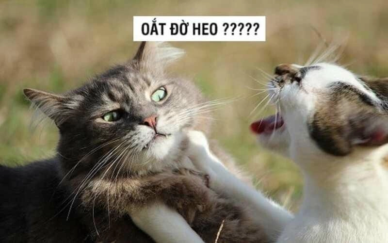 Sưu tầm những bức meme đấm nhau biểu cảm