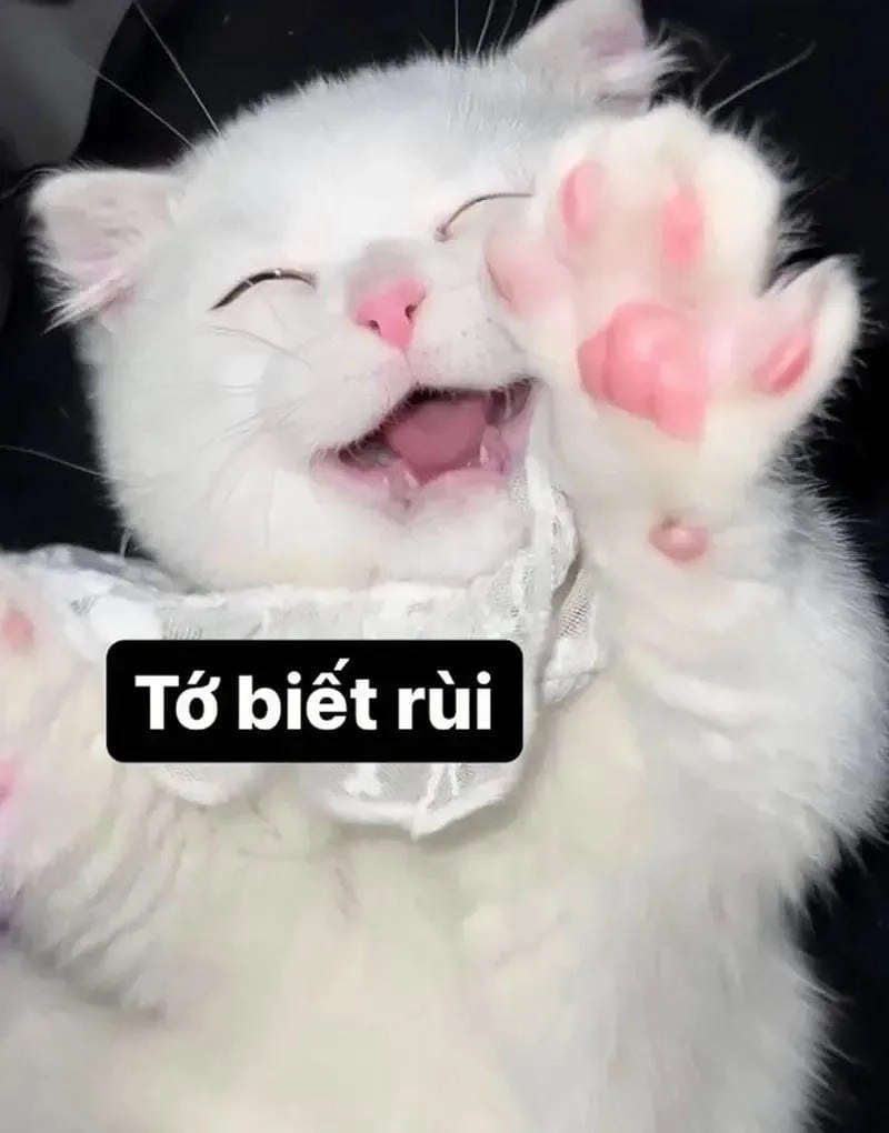 Ngắm nhìn vẻ đẹp meme đáng yêu ảnh chế