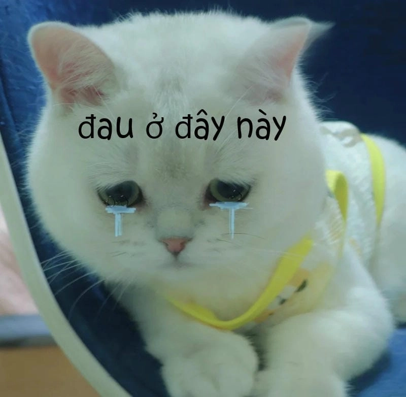 Cùng du ngoạn meme đau ở đây này đáng thương