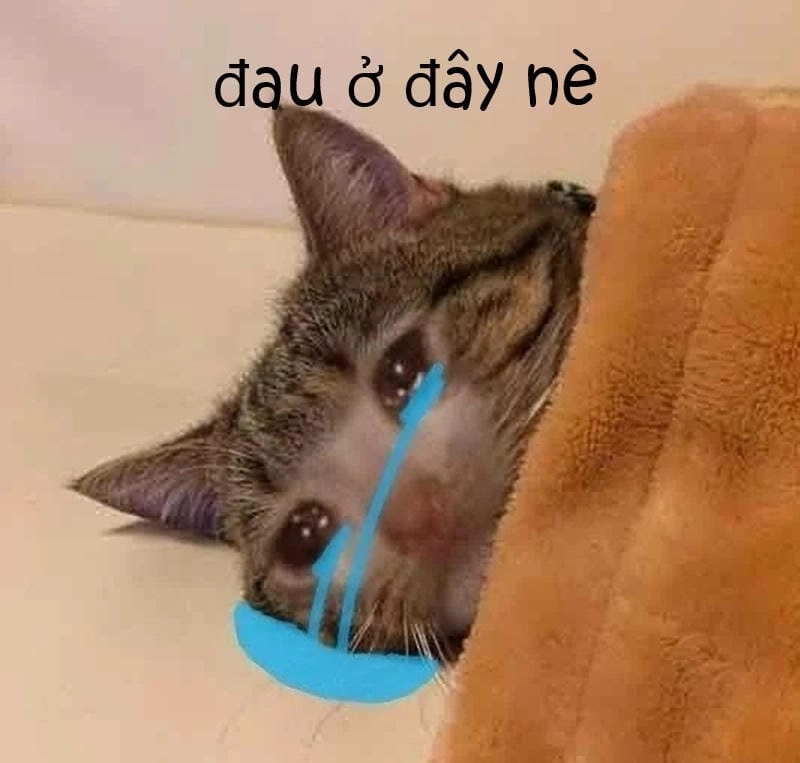Thức dậy cùng những hình meme đau ở đây này viral