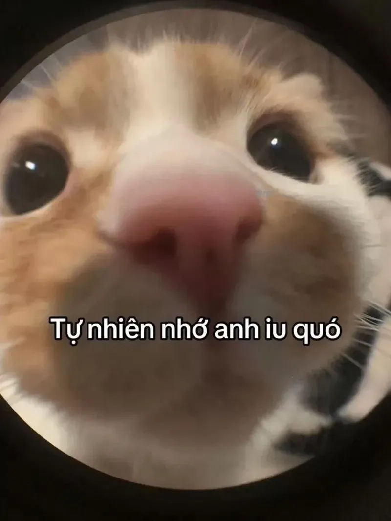 Lạc lối trong meme dỗ người yêu bá đạo