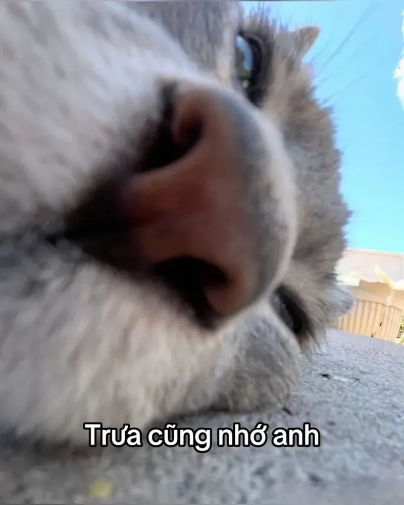 Thức dậy cùng những hình caption meme dỗ người yêu