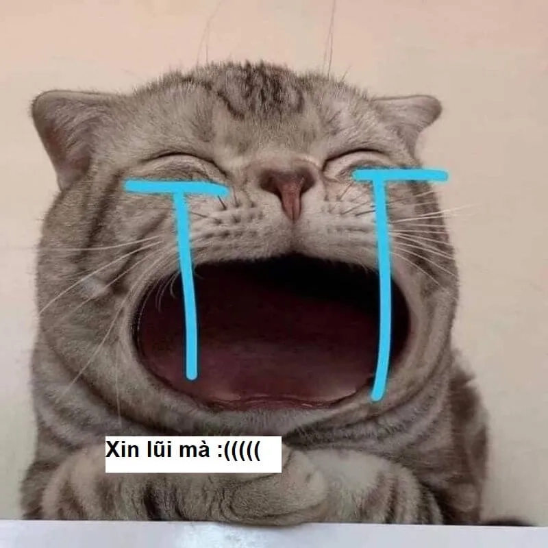 Gợi ý những bức meme dỗ người yêu viral
