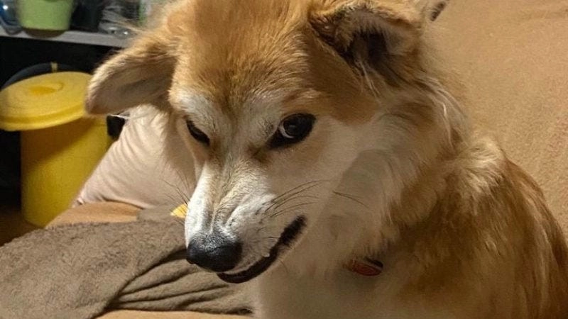 Lạc lối trong meme dog vui nhộn