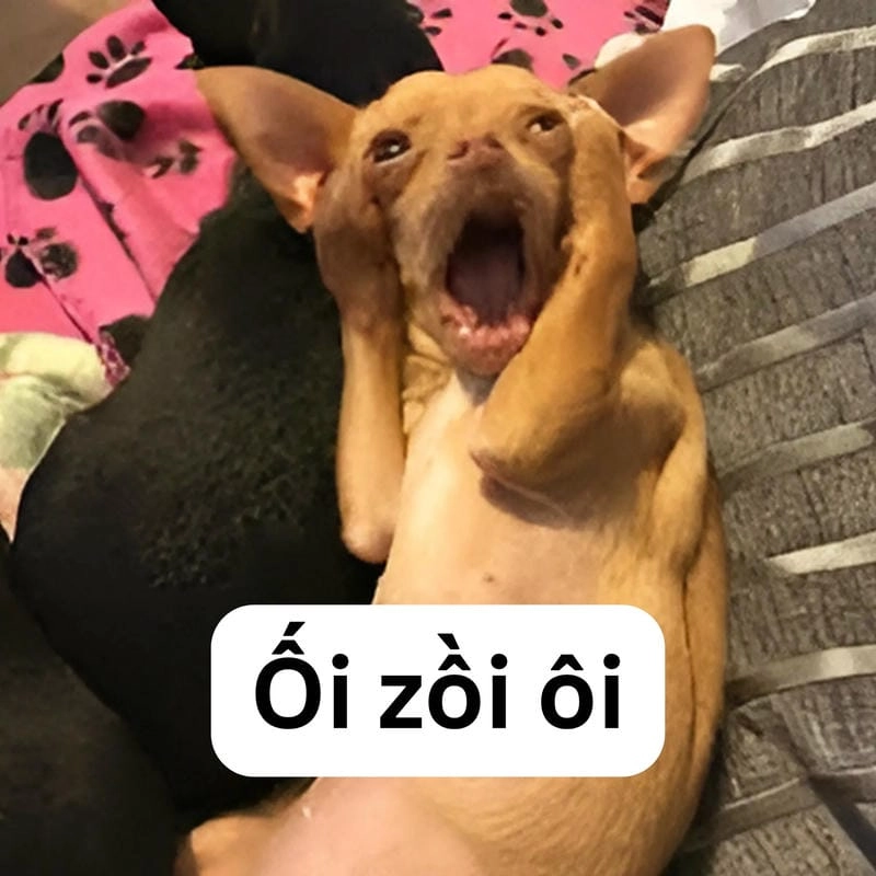 Cùng cười với những hình meme dog dễ thương