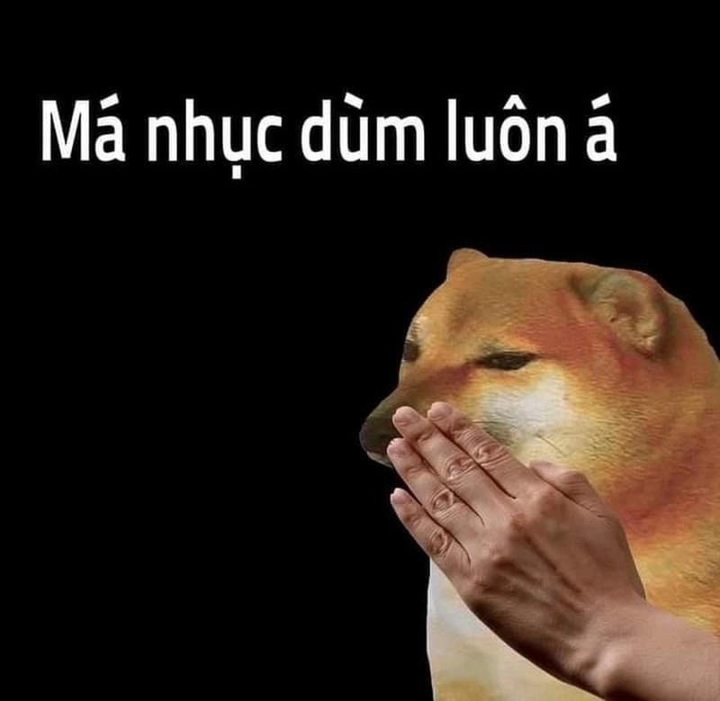 Lạc lối trong thế giới meme dog nổi tiếng