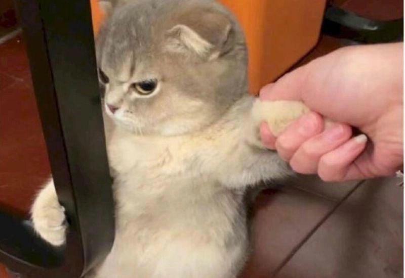 Săn lùng những khoảnh khắc meme dỗi troll