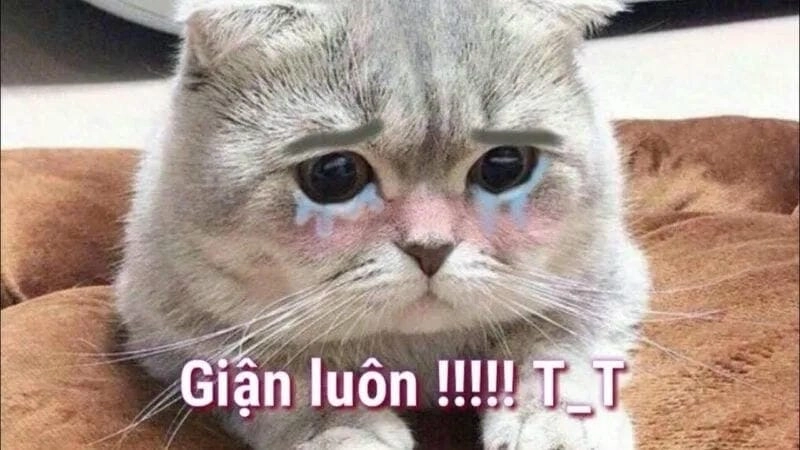 Gợi ý những bức meme dỗi cute
