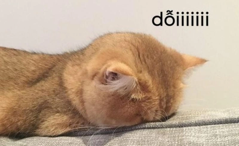 Ngắm nhìn vẻ đẹp meme dỗi đáng yêu