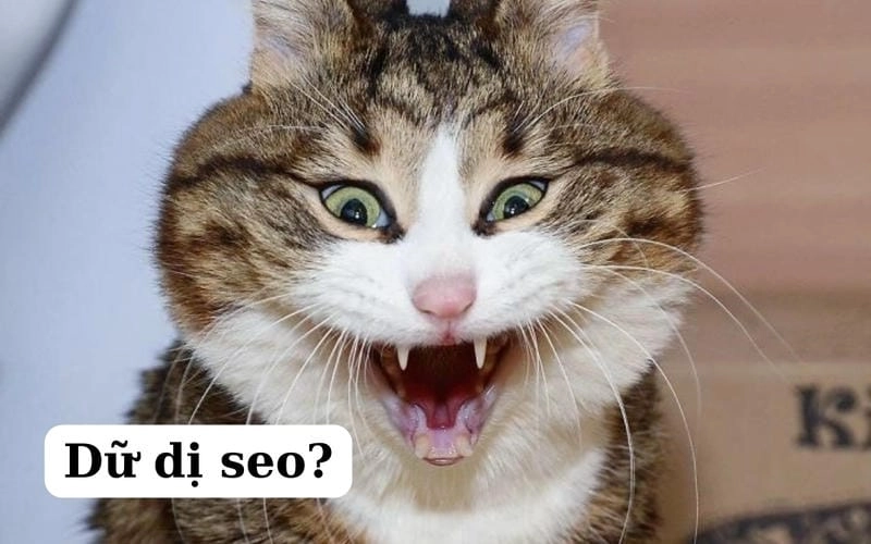 Cùng cười với những hình ảnh meme động vật