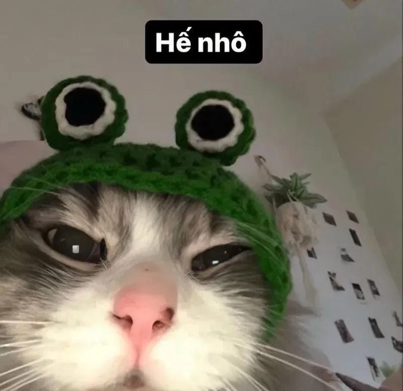 Săn lùng những khoảnh khắc meme động vật dễ thương