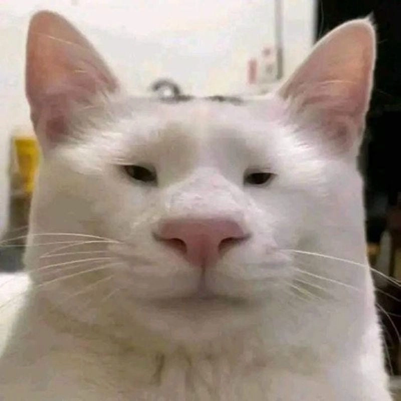 Cười sảng với meme động vật ngộ nghĩnh