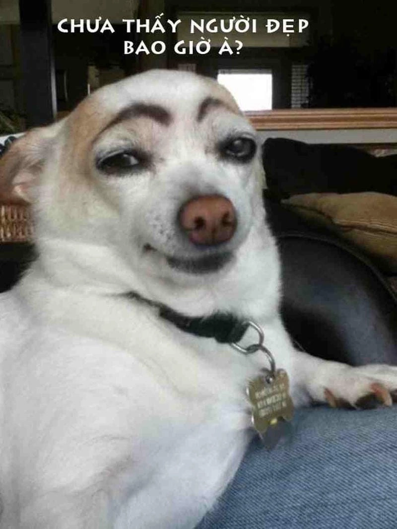 Gợi ý những bức meme thú cưng meme
