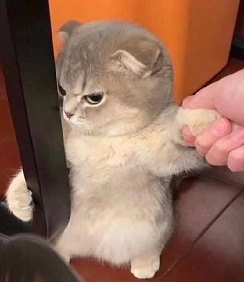 Ngắm nhìn vẻ đẹp meme động vật buồn cười