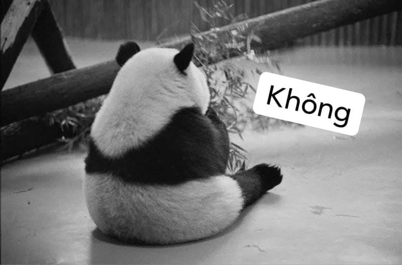 Thức dậy cùng những hình meme gấu trúc troll