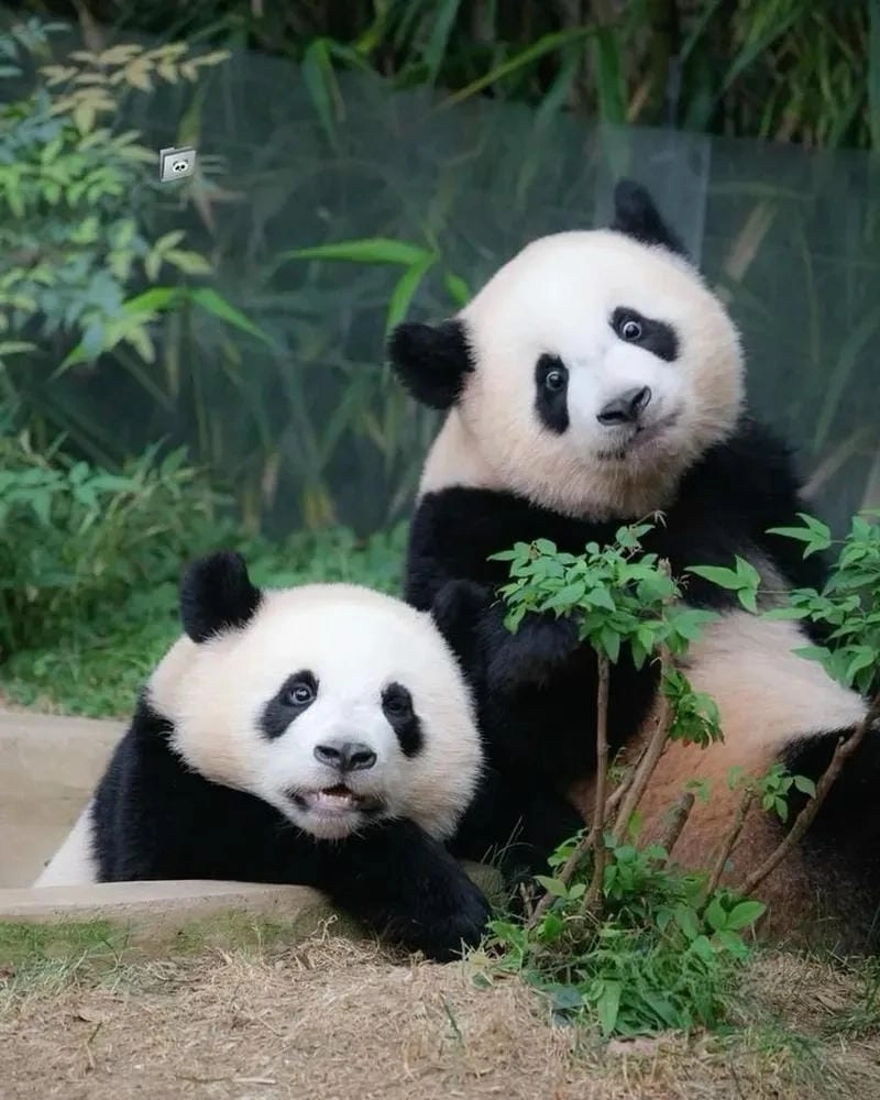 Cùng du ngoạn meme gấu trúc ngộ nghĩnh