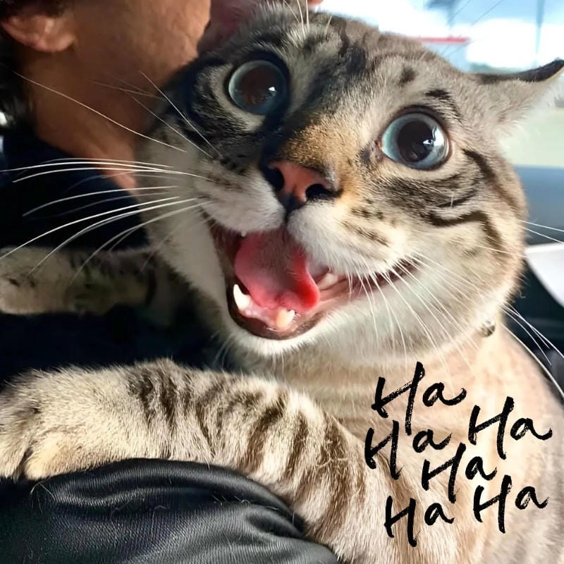 Cùng cười với những hình meme hehe chế