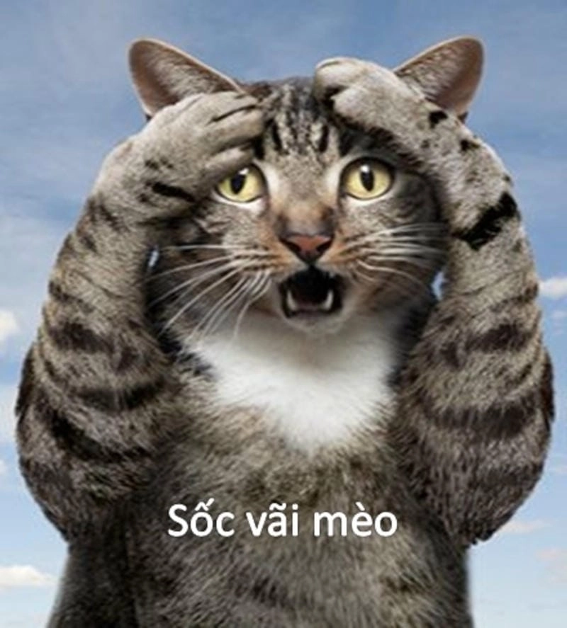 Cùng cười với những hình meme hoảng hốt chế