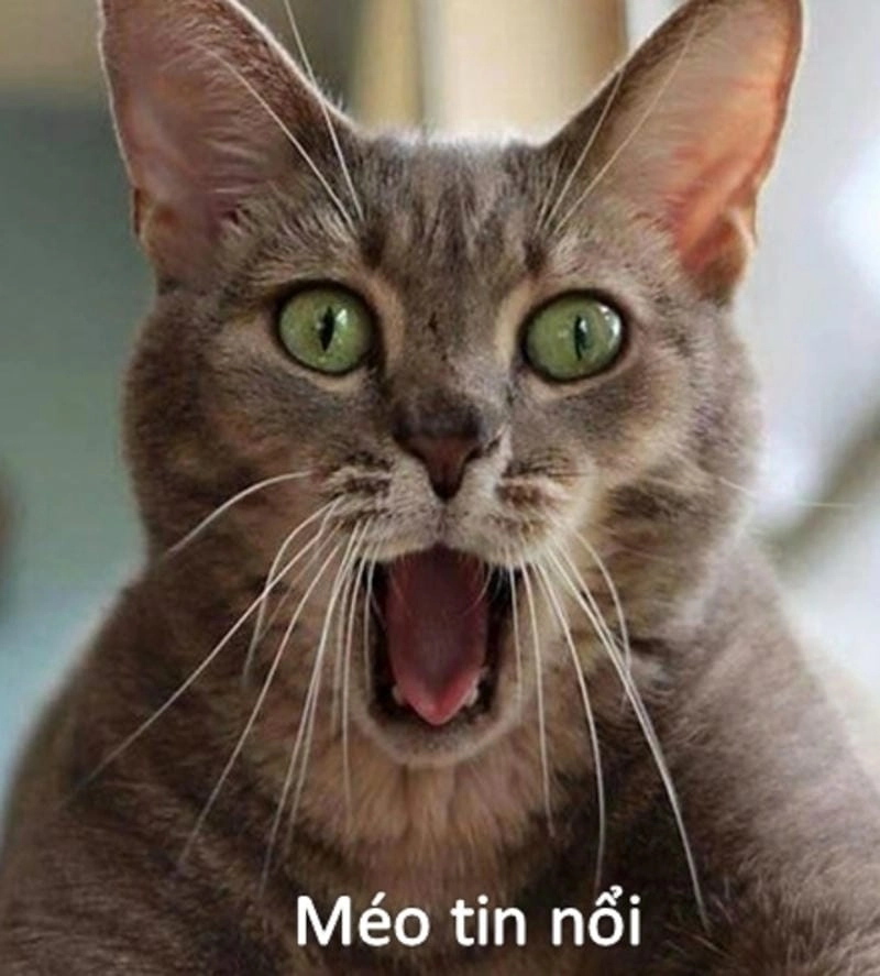 Thức dậy cùng những hình meme hoảng hốt viral