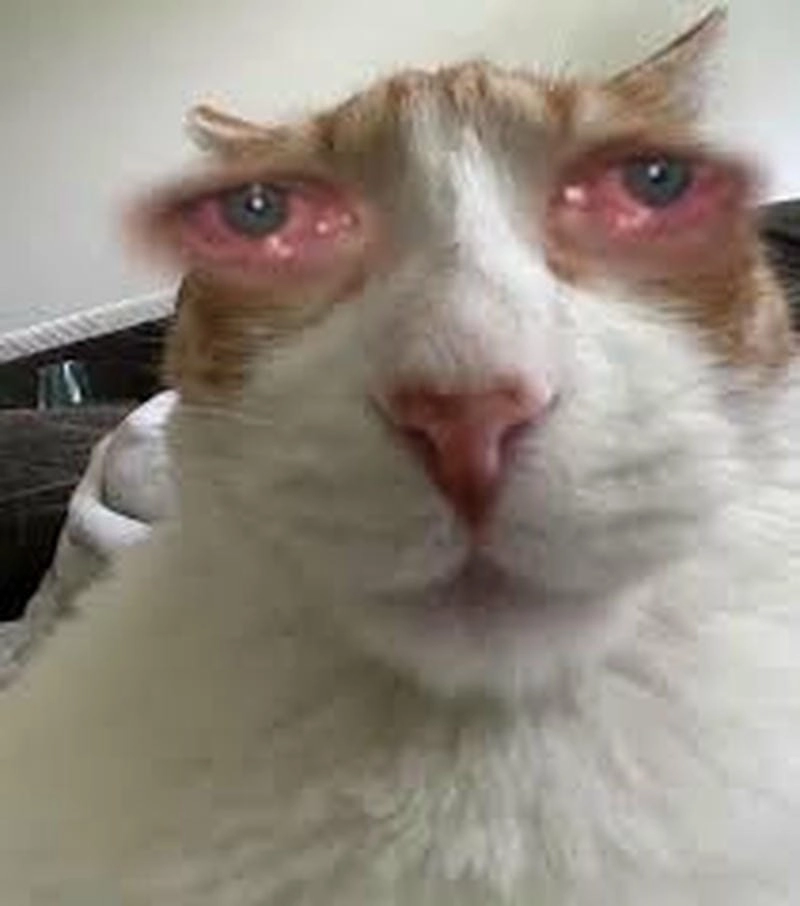 Tìm hiểu Lý do meme hoang mang được yêu thích