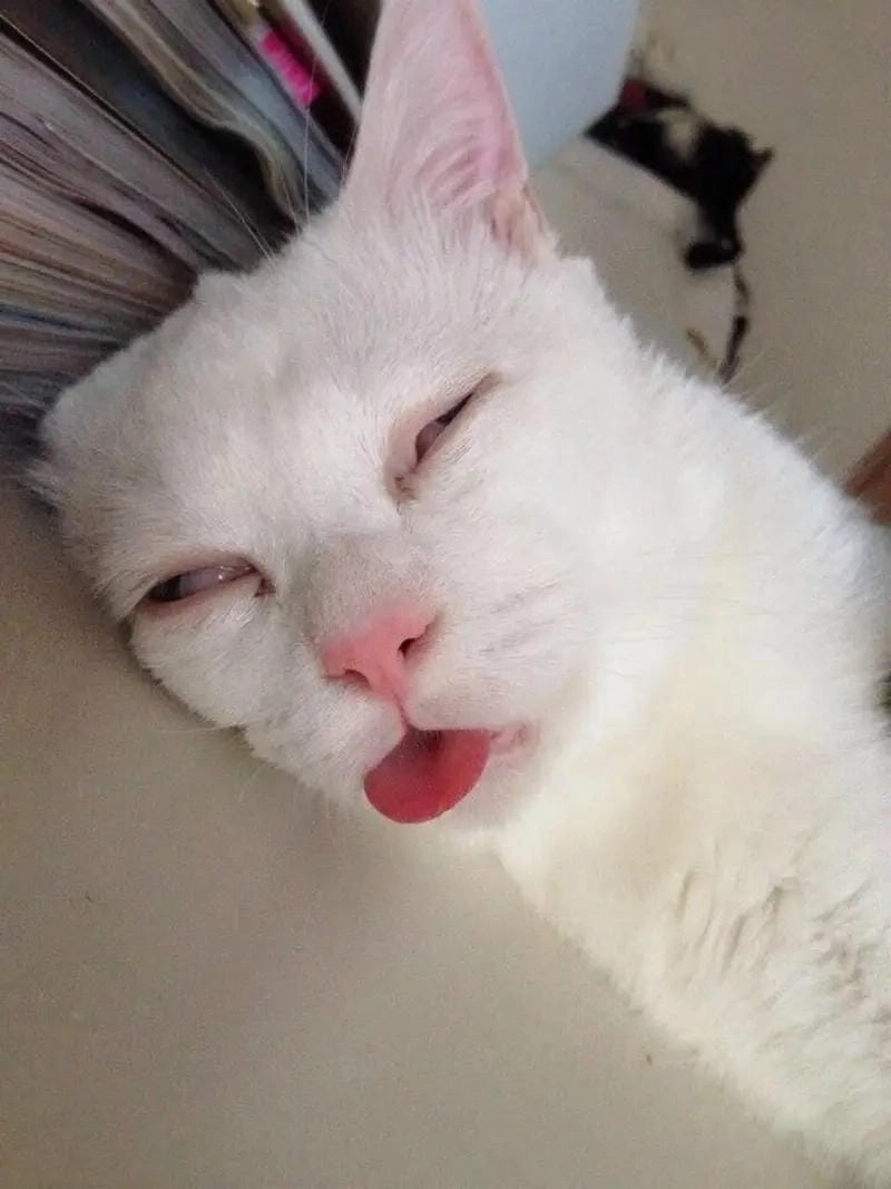 Sưu tầm những bức meme hoang mang đời sống