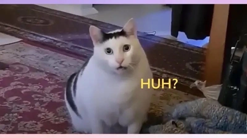 Lạc lối trong thế giới meme hoang mang ngộ nghĩnh