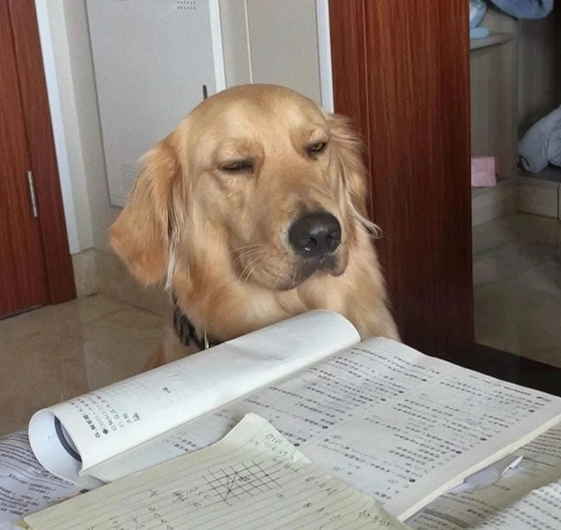 Cùng cười với những hình meme học bài chế