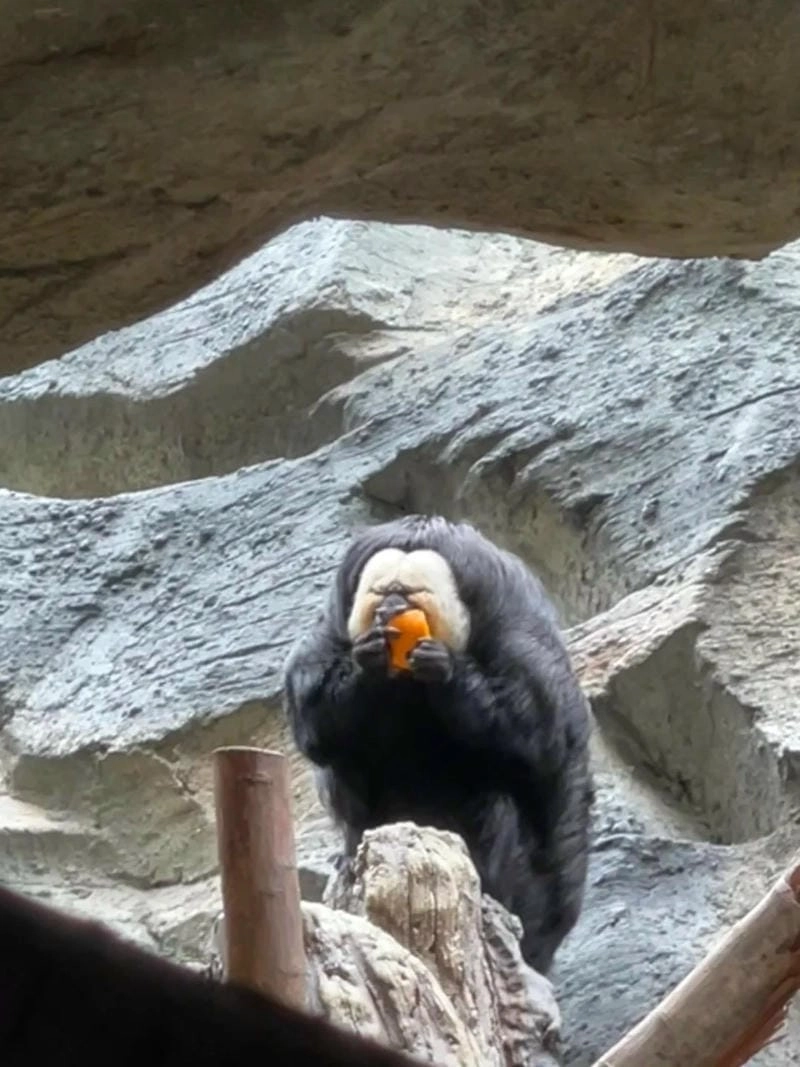 Lạc lối trong meme khỉ cảm xúc