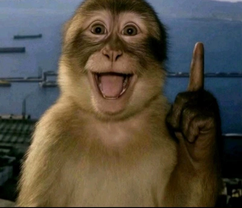 Săn lùng những khoảnh khắc meme khỉ buồn cười