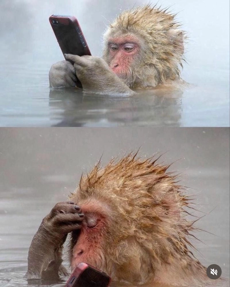 Lạc lối trong thế giới meme khỉ ngộ nghĩnh