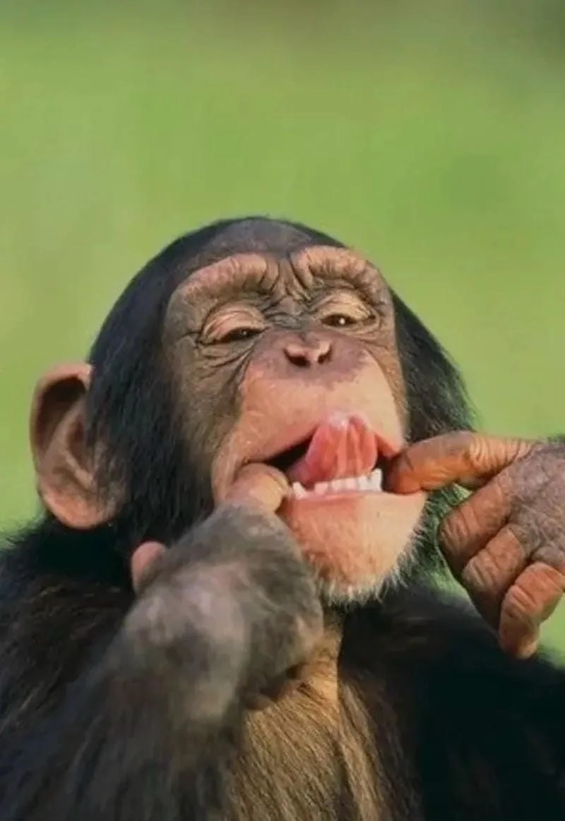 Thức dậy cùng những hình meme khỉ đáng yêu