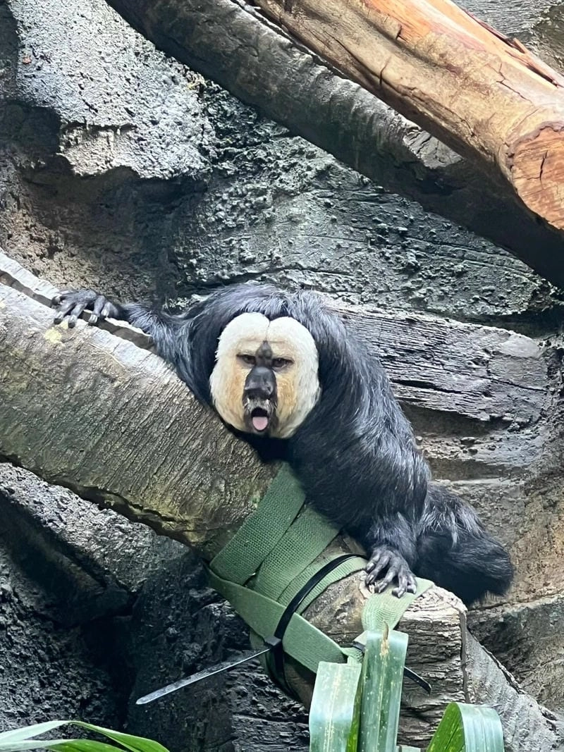 Gợi ý những bức meme khỉ biểu cảm