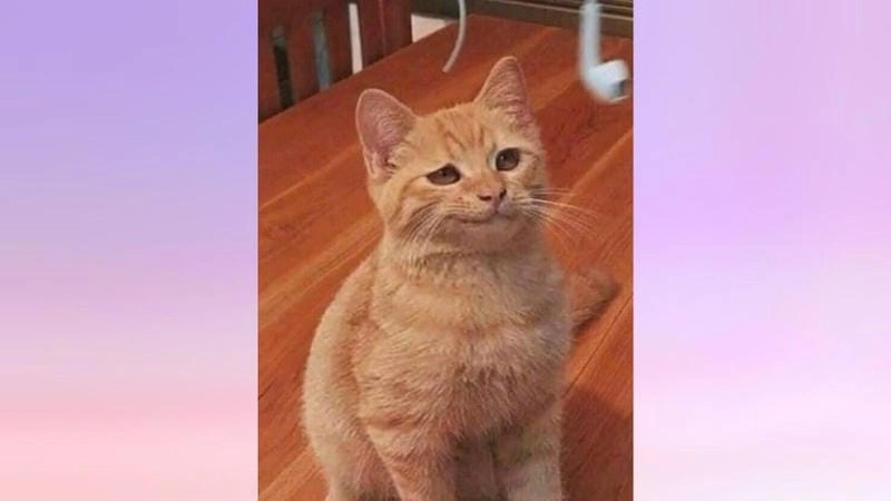 Thức dậy cùng những hình meme khinh bỉ ngầu