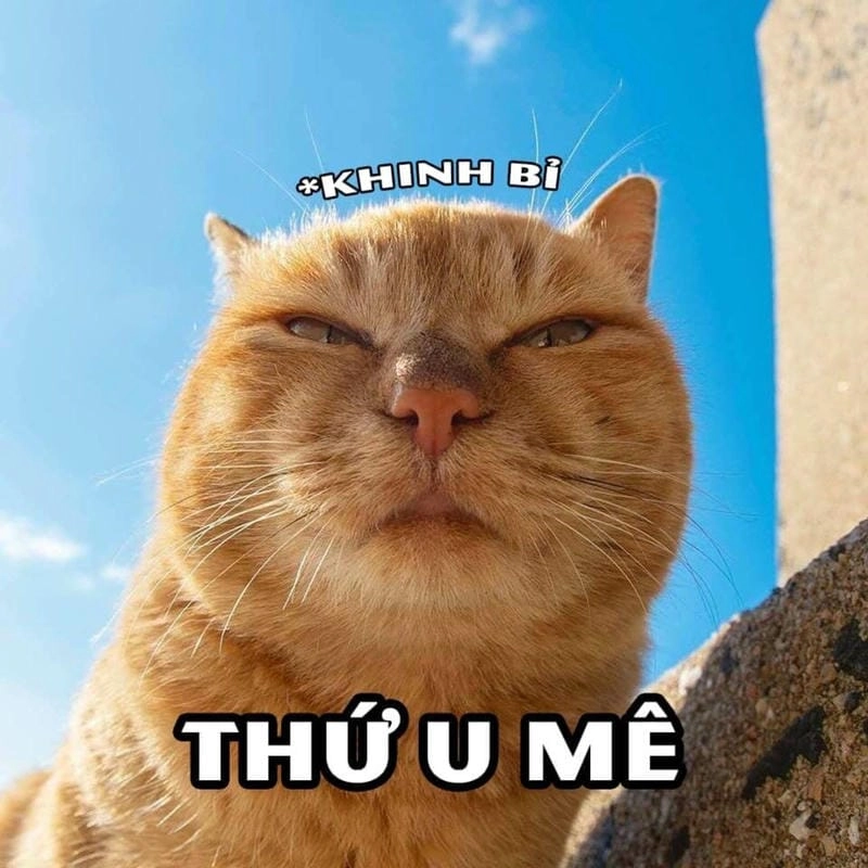 Tìm hiểu Sức hút của meme khinh