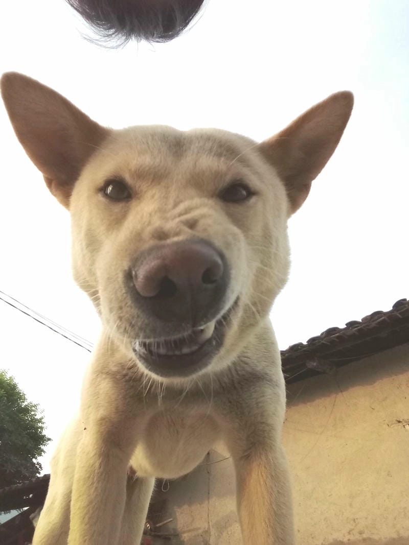 Lạc lối trong thế giới ảnh meme khinh