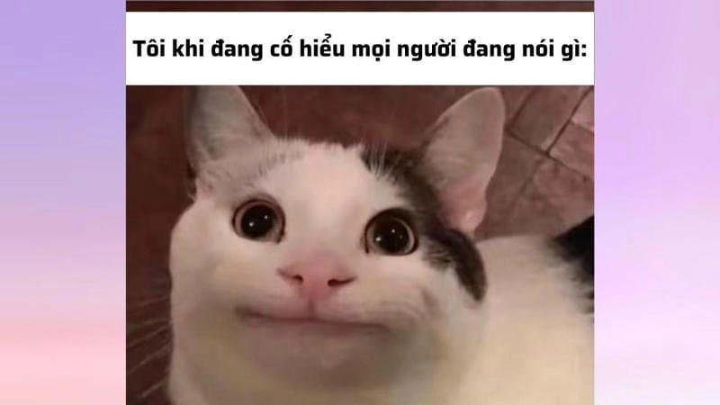 Khám phá những bức ảnh meme không hiểu hài hước