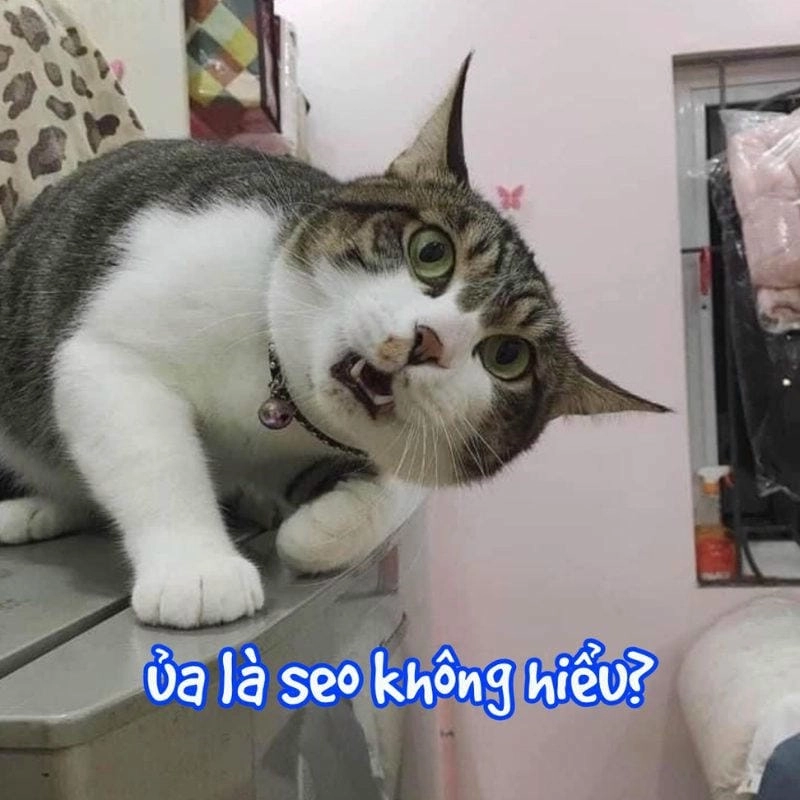 Cười sảng với meme không hiểu độc lạ