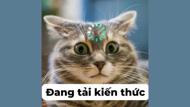 Sưu tầm những bức meme không hiểu ảnh chế