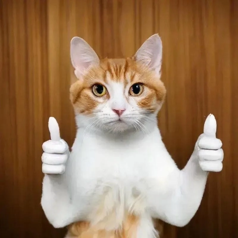 Tìm hiểu sức hút của meme Like