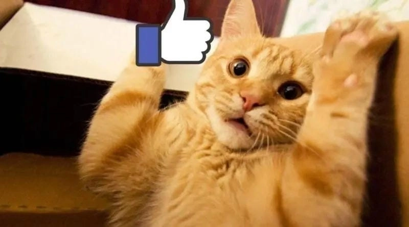 Sưu tầm những bức meme like ảnh chế