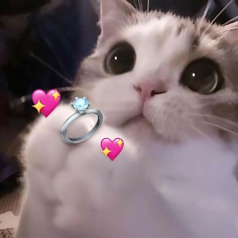 Săn lùng những khoảnh khắc ảnh meme love