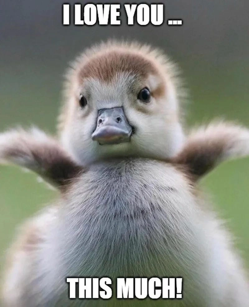 Tìm về meme love mới nhất