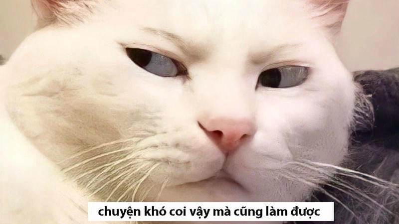 Lạc lối trong thế giới caption meme lườm
