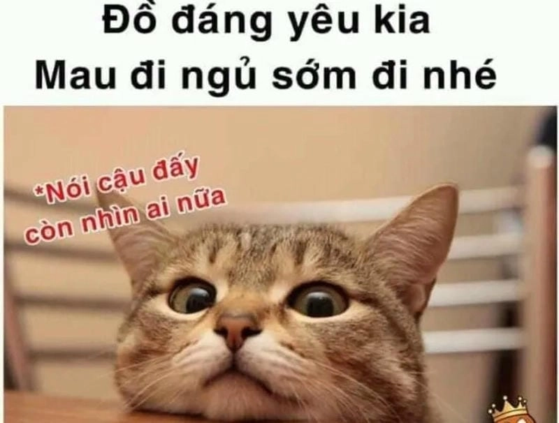 Săn lùng những khoảnh khắc ảnh meme mất ngủ
