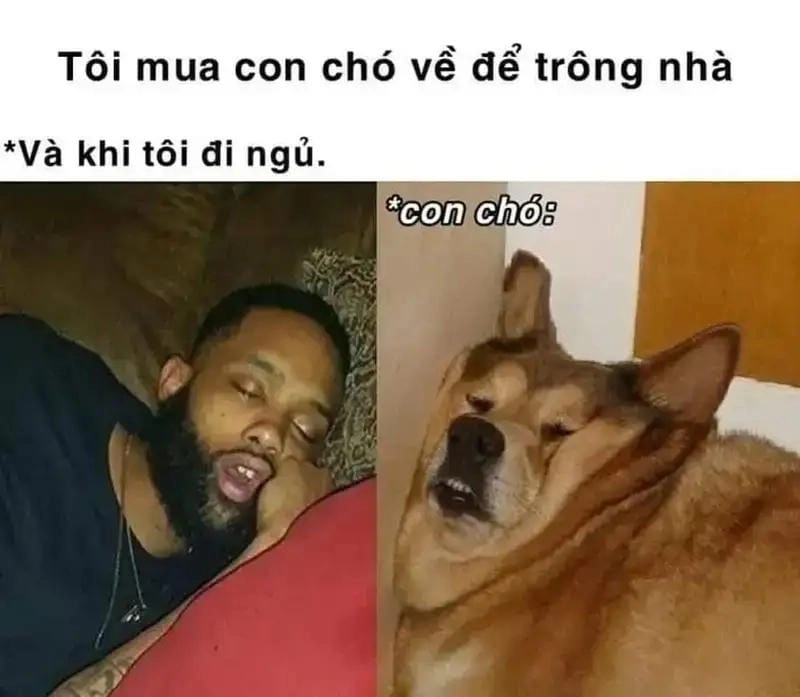 Thức dậy cùng những hình meme mất ngủ viral